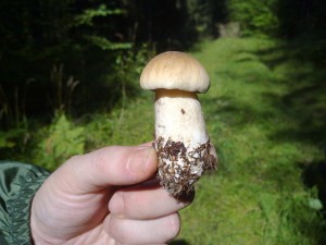 Фото гриб отдых и рыбалка на водохранилище Лес отдых и рыбалка на водохранилище